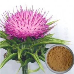 Milk Thistle Extract